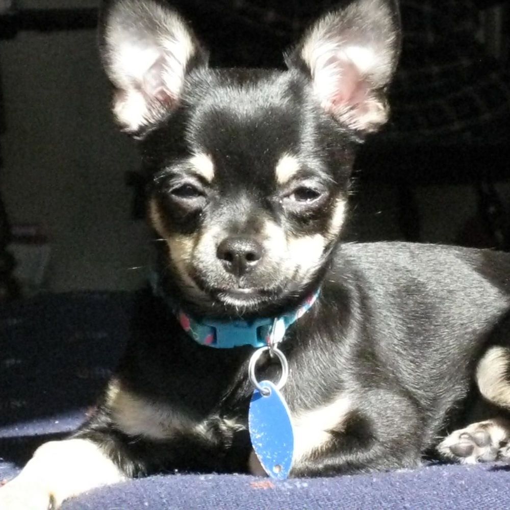 Meet your Posher, Lana